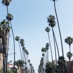 los angeles palmtrees